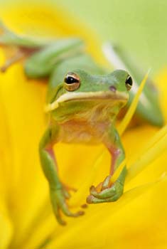 Green frog on Yellow flower