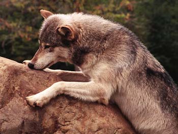 Wolf on Rock