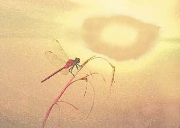 dragonfly sunset
